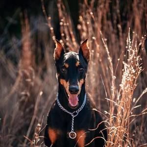 Meet your Posher, Ricki-cookie